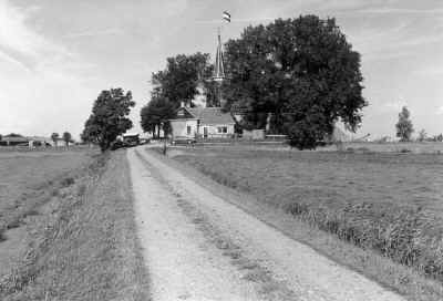 Lions.jpg (50731 bytes)